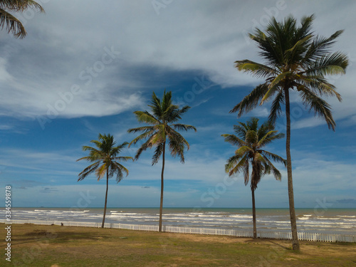 Fototapeta Naklejka Na Ścianę i Meble -  landscape of coconut trees on Barra do Coqueiros beach, in Aracaju / Sergipe.