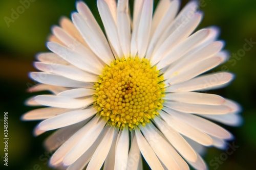 Camomile daisy flowers in the grass  white and yellow. Slovakia