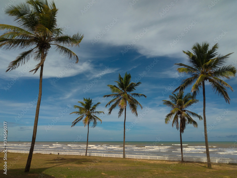 landscape of coconut trees on Barra do Coqueiros beach, in Aracaju / Sergipe.