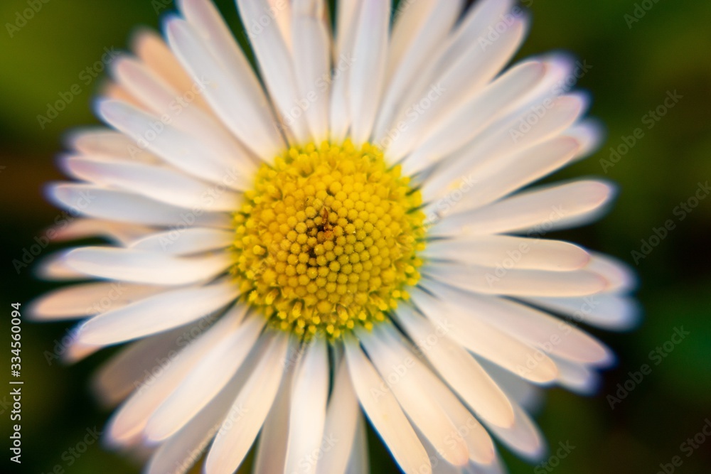 Camomile daisy flowers in the grass, white and yellow. Slovakia Camomile daisy flowers in the grass, white and yellow. Slovakia