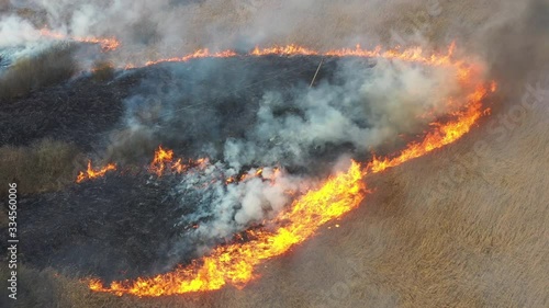 Wallpaper Mural Dry grass burns in the meadow during a drought, quickly spreading flames. Summer fires damage the climate, fauna and flora. Torontodigital.ca