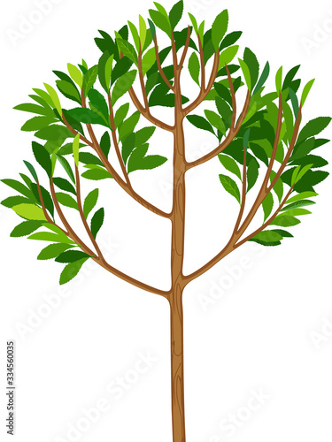 Peach tree with green leaves isolated on white background