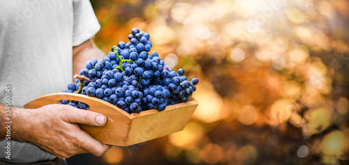 Fotografie Vineyards grape at sunset in autumn harvest