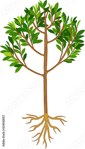 Peach tree with green leaves and root system isolated on white background