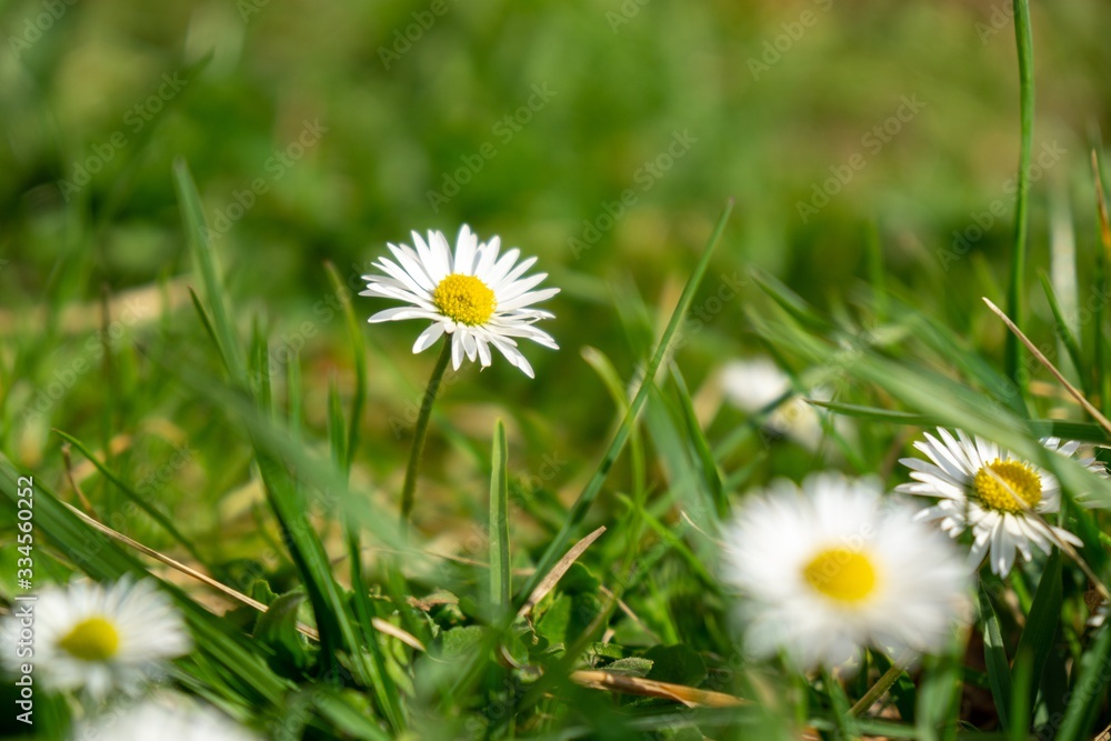 Camomile daisy flowers in the grass, white and yellow. Slovakia Camomile daisy flowers in the grass, white and yellow. Slovakia