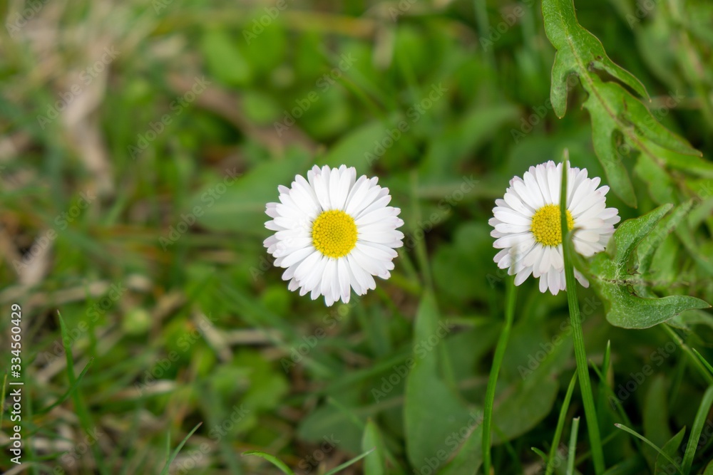 Camomile daisy flowers in the grass, white and yellow. Slovakia Camomile daisy flowers in the grass, white and yellow. Slovakia