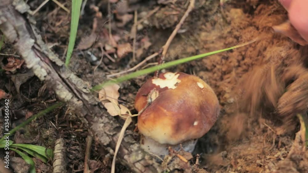 Woman hands picking a boletus mushroom in the forest. Boletus Edulis. Porcini Mushroom picking in the forest Woman hands picking a boletus mushroom in the forest. Boletus Edulis. Porcini Mushroom picking in the forest