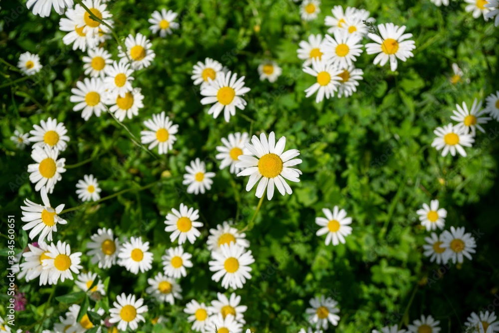Camomile daisy flowers in the grass, white and yellow. Slovakia Camomile daisy flowers in the grass, white and yellow. Slovakia