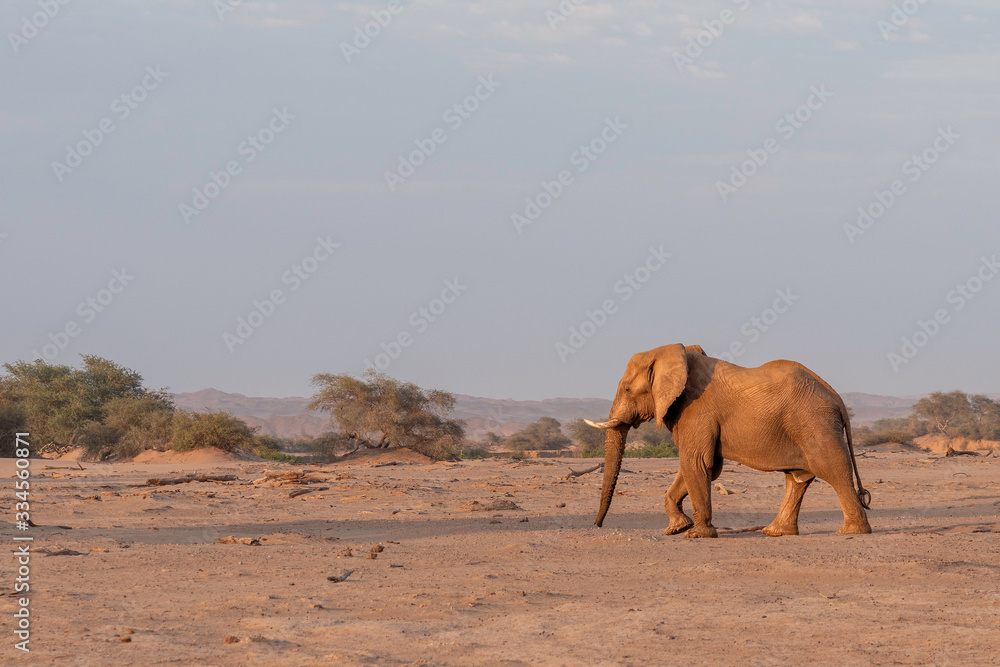 Naklejka premium Desert-adapted Elefant at Sunset Hoanib River Namibia