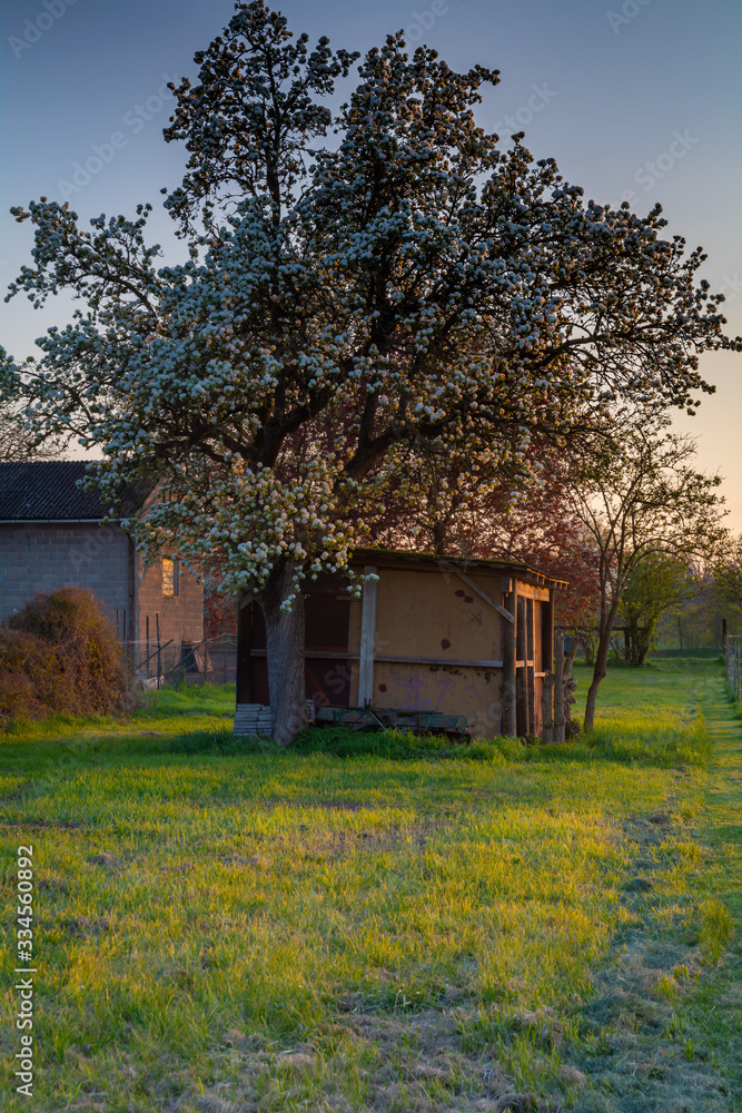 Obraz premium Schuppen im Frühling