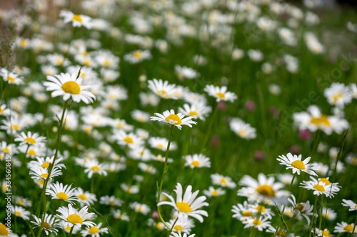 Camomile daisy flowers in the grass, white and yellow. Slovakia © Valeria