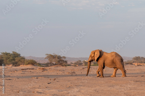 Desert-adapted Elefant at Sunset Hoanib River Namibia