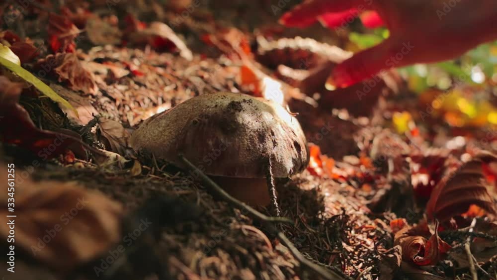 Woman hands picking a boletus mushroom in the forest. Boletus Edulis. Porcini Mushroom picking in the forest Woman hands picking a boletus mushroom in the forest. Boletus Edulis. Porcini Mushroom picking in the forest