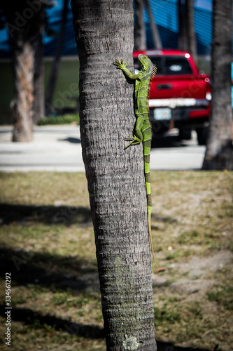 Lizard on a tree