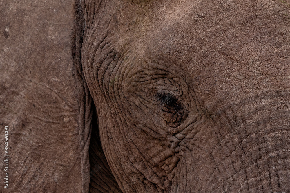 Desert-adapted Elefant Hoanib River Namibia Desert-adapted Elefant Hoanib River Namibia