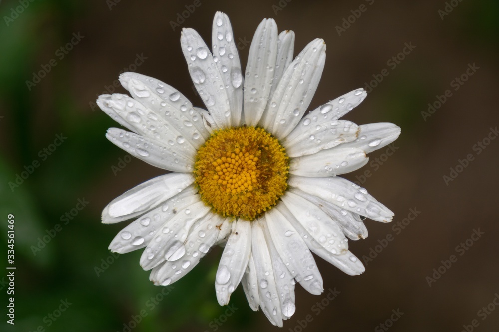 Fototapeta premium Camomile daisy flowers in the grass covered by rain or morning dew. Slovakia 
