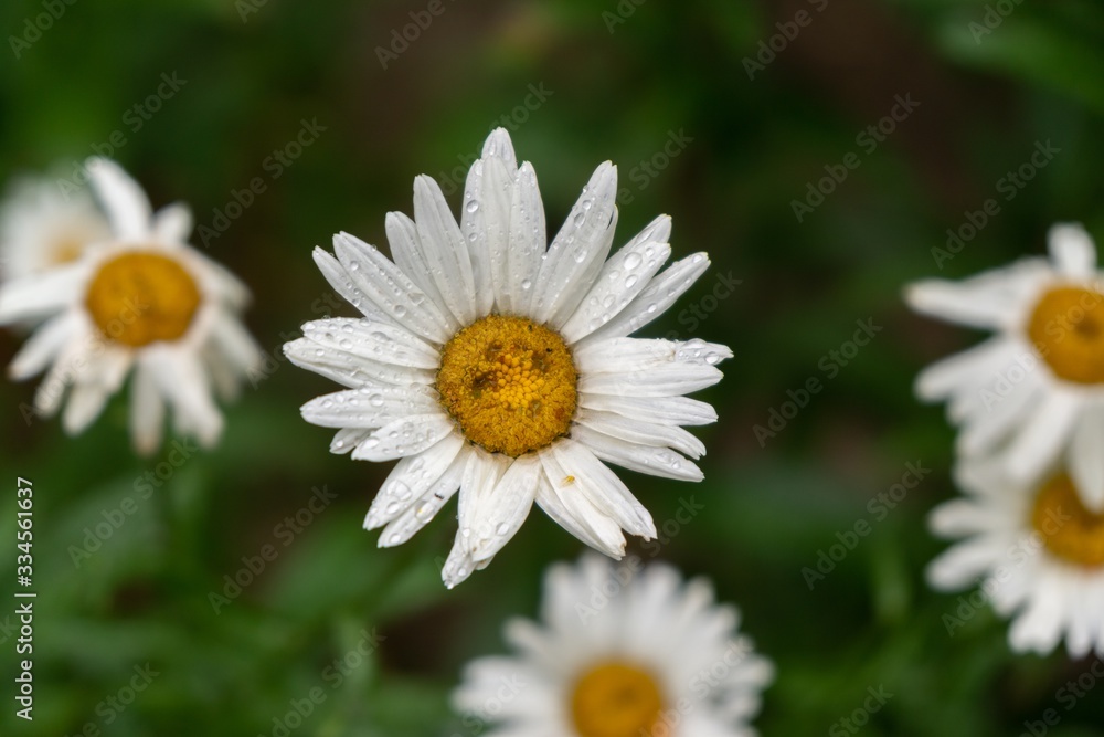 Camomile daisy flowers in the grass covered by rain or morning dew. Slovakia Camomile daisy flowers in the grass covered by rain or morning dew. Slovakia