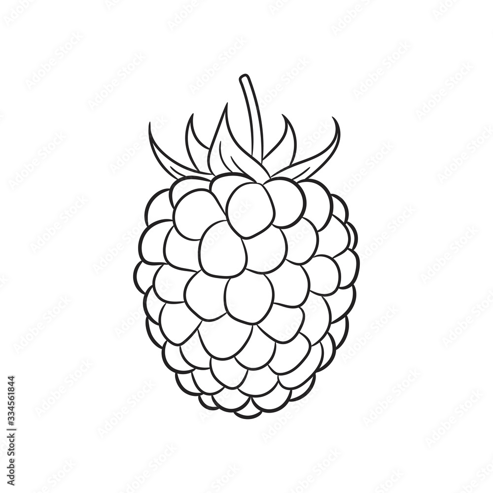 Blackberry sketch. Hand drawn berry illustration. Blackberry sketch. Hand drawn berry illustration.