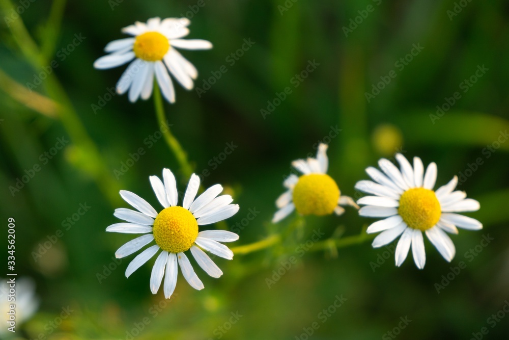 Obraz premium Camomile daisy flowers in the grass, white and yellow. Slovakia