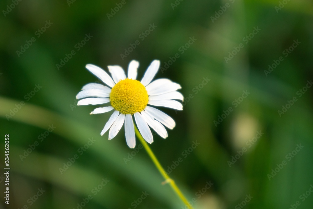 Fototapeta premium Camomile daisy flowers in the grass, white and yellow. Slovakia