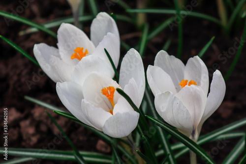 Beautiful white crocuses bloom in the garden in spring © Indra
