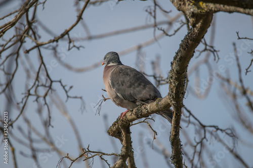 Common wood pigeon in a tree in the district of Djurgården in Stockholm a sunny spring day.