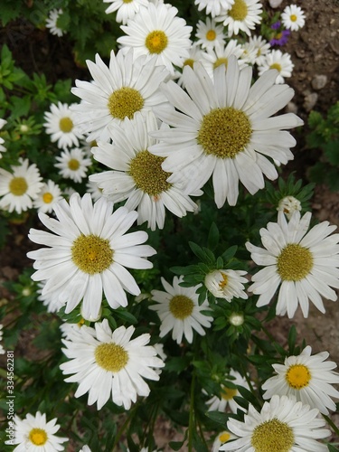 Camomile daisy flowers in the grass covered by rain or morning dew. Slovakia 