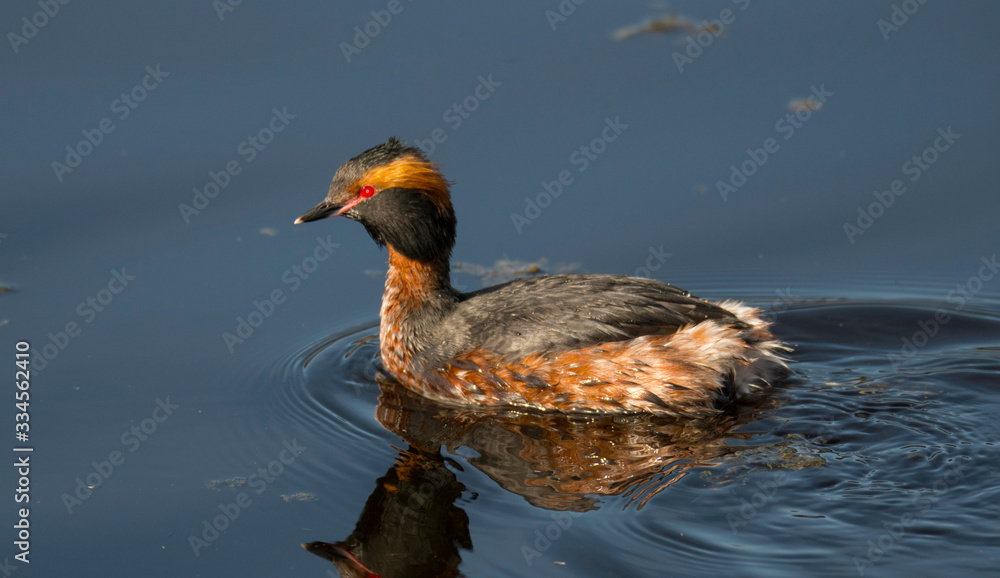 Fototapeta premium Horned grebe in a pond a sunny spring day in the district Bromma in Sweden