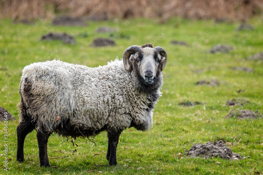 Close up of sheep with curved horns in field Close up of sheep with curved horns in field