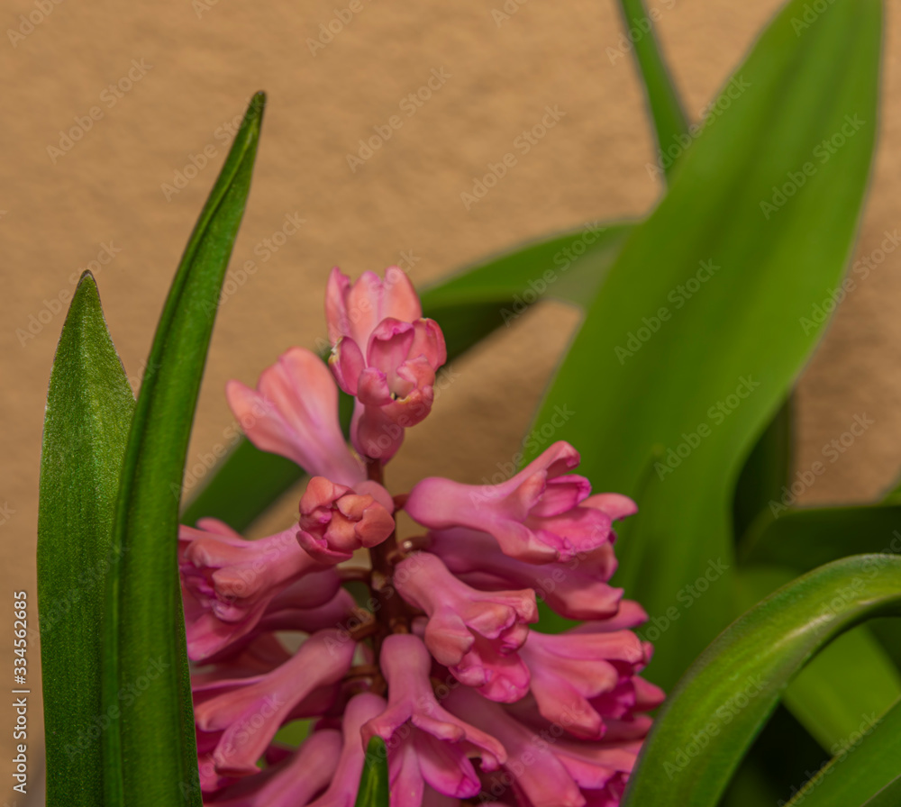 Macro pink color blossom of hyacinth flower in color fresh day