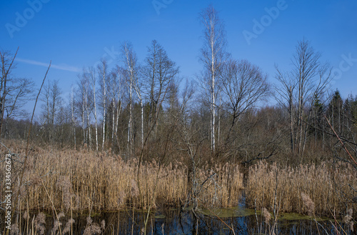 nature of Belarus in the floodplain of the river