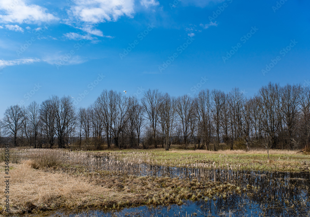 nature of Belarus in the floodplain of the river