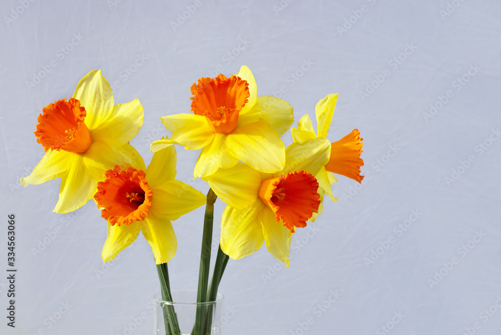  bouquet of five yellow daffodils