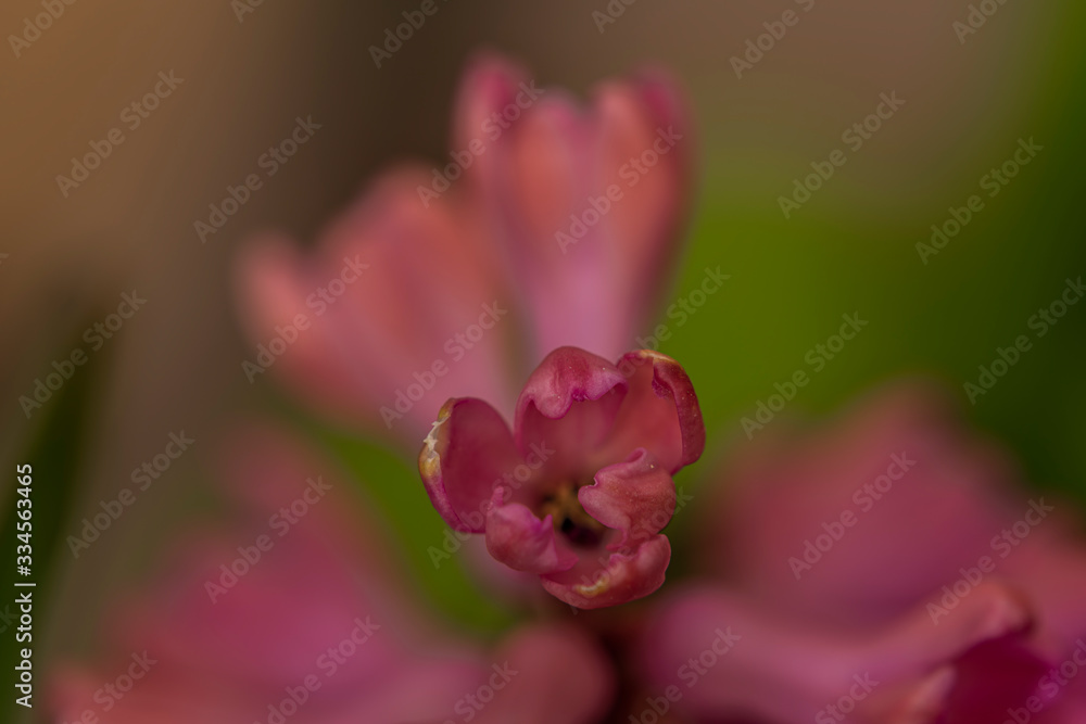 Obraz premium Macro pink color blossom of hyacinth flower in color fresh day