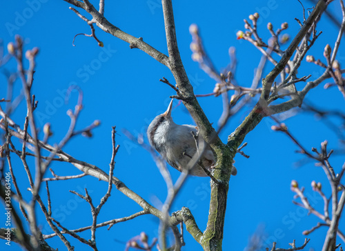 Nuthatch on a branch in a park in the district Bromma in Stockholm photo