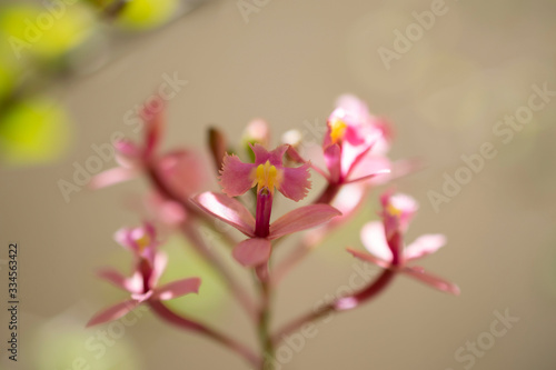 beautiful mini orchid flower, with blurred background. © Leonidas
