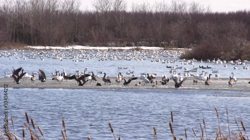 Wallpaper Mural Ducks In The Pond Torontodigital.ca