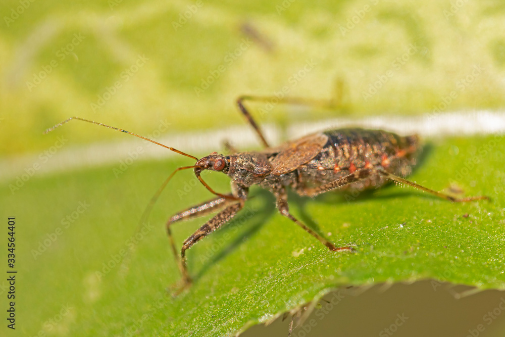 Himacerus apterus, known as the tree damsel bug is a species of damsel bug belonging to the family Nabidae Himacerus apterus, known as the tree damsel bug is a species of damsel bug belonging to the family Nabidae