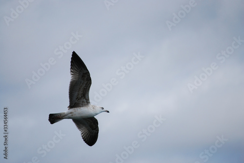 lonely seagull flying in the cloudy sky