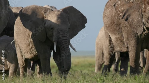 Close-up of elephants grazing in Amboseli National Park photo