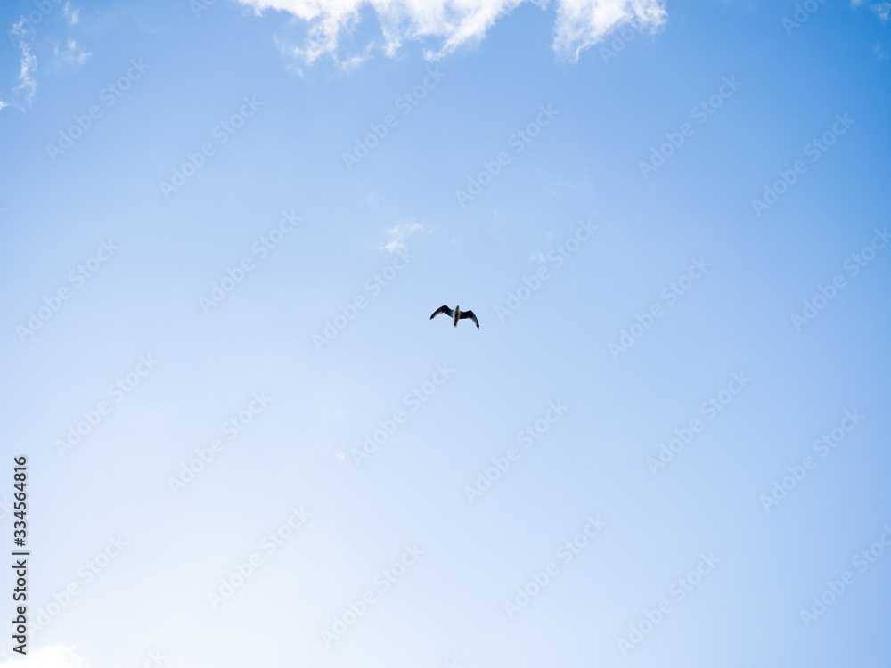 bird in flight