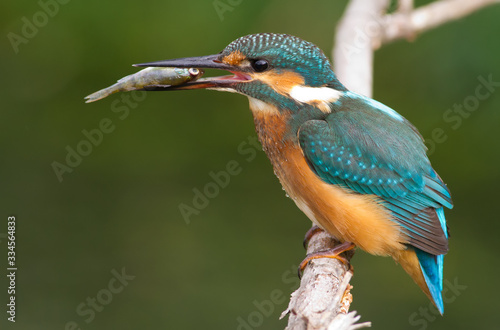 Kingfisher, Alcedo, Eisvogel. Kingfisher with a catch. A fish in its beak