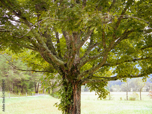 trees in the park