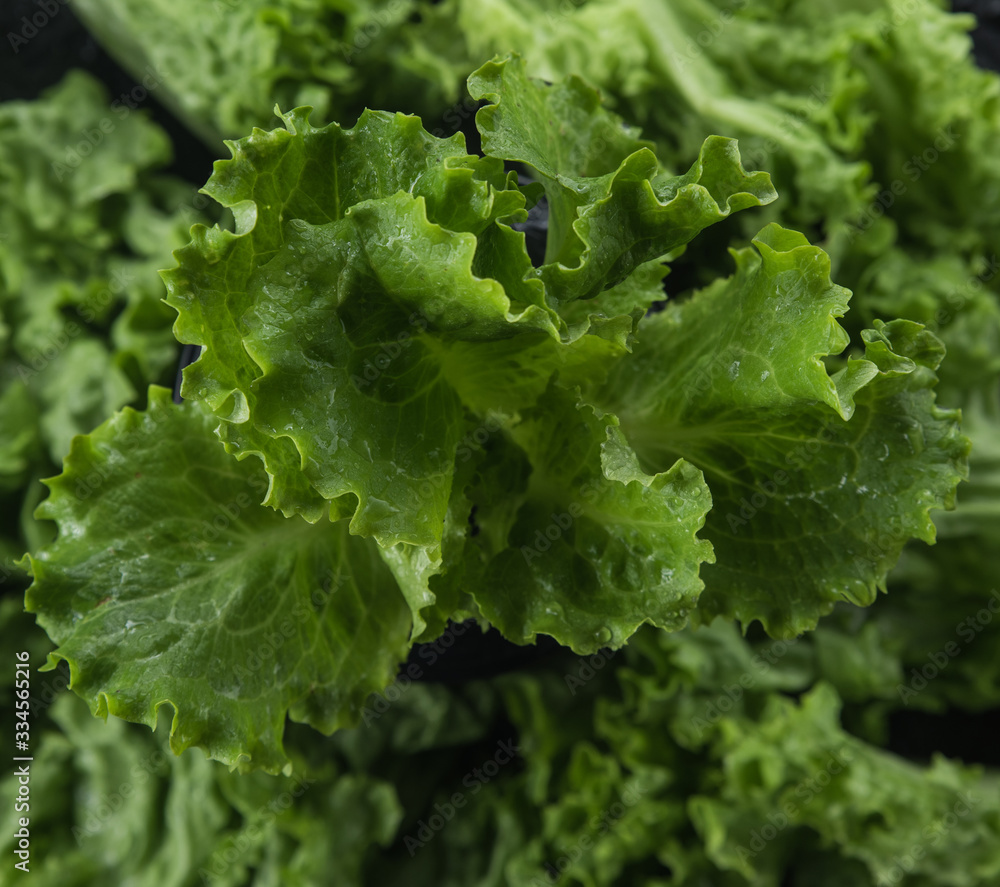 texture of lettuce leaves on a dark textured background texture of lettuce leaves on a dark textured background