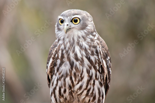 this is a close up of a  barking owl © susan flashman