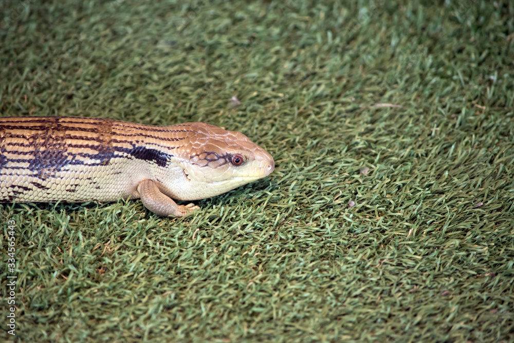 this is a side view of a blue tongue lizard this is a side view of a blue tongue lizard