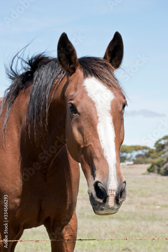 this is a close up of a brown and white horse