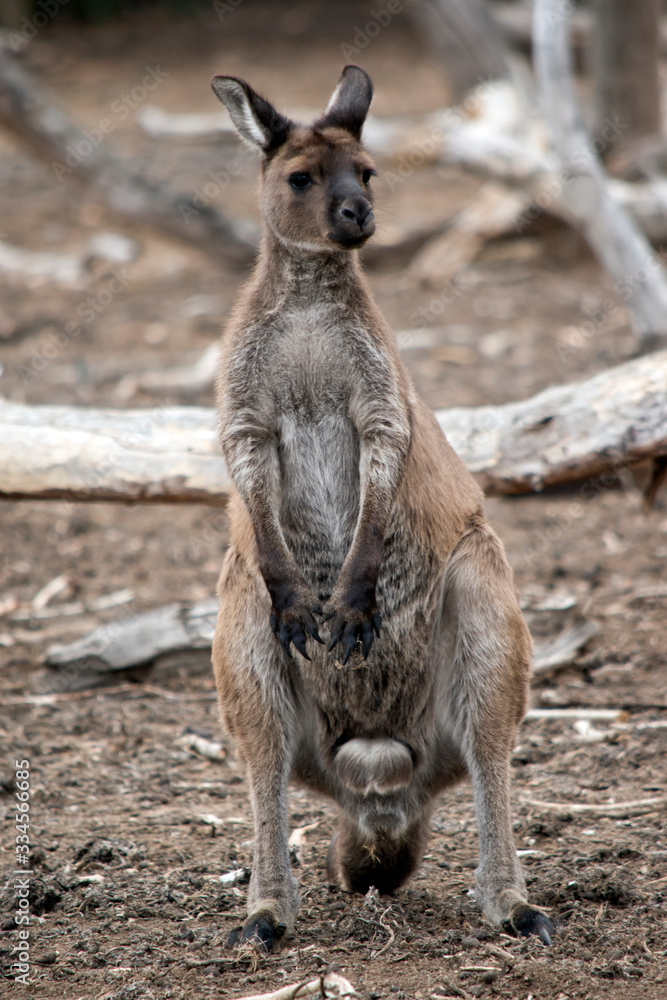 this is a male western grey kangaroo