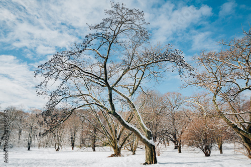 The Arnold Arboretum of Harvard University in winter after storm, Jamaica Plain, Massachusetts, USA. Established in 1872, is the oldest public arboretum in North America.