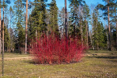 Red derain in spring in the park. Derain is a shrub from the cornel family photo